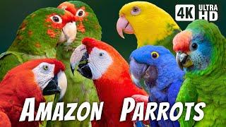 AMAZON PARROTS | COLORFUL BIRDS | BEAUTIFUL NATURE | BIRDS SOUNDS | RELAXING NATURE | CUTE BIRDS