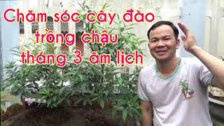 Chăm sóc cây đào trồng chậu trong tháng 3 âm lịch