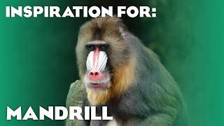 11 Real Mandrill Habitats! (Planet Zoo Inspiration)