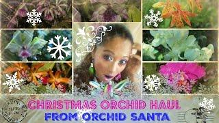 Best Rare Species Orchid Haul from Orchid Santa