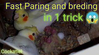 cockatiel bird fast breding in 1 trick ?/.     achi paring karny ka 1 trick ?/