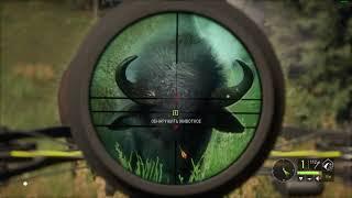 theHunter: Call of the Wild™ Степной бизон.