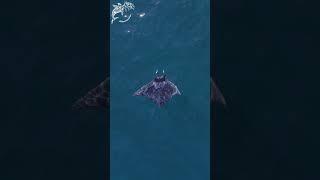 Compilation of underwater creatures (2022) #dcdocumentaries #dolphin #boat #shark #whaleshark #viral