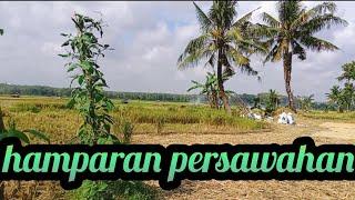 persawahan dan sungai