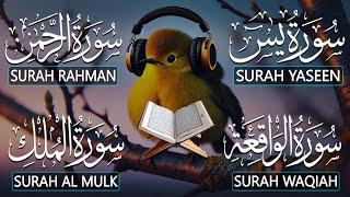 Beautiful Quran of Surah Yaseen (Yasin) | Surah Rahman | Surah Waqiah | Surah Mulk | Ep5