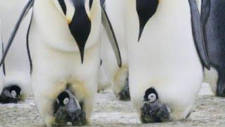وثائقي HD - الحياة البرية في القطب الجنوبي - عالم الحيوان