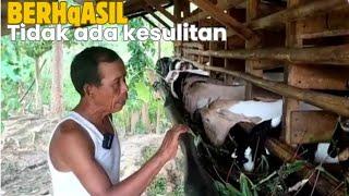 KEUNGGULAN TERNAK KAMBING JAWA RANDU