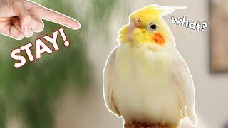 How to Teach a Cockatiel to STAY! (or any bird!)