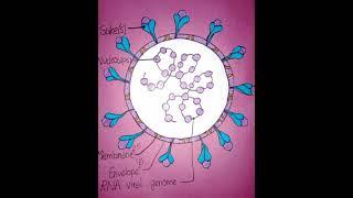 Novel Corona virus //Structure draw perfectly in easy way.