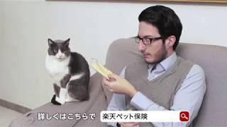 楽天グループのペット保険！猫と人間篇