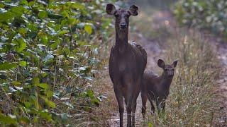 Wildlife of Bardia National Park | Animals and Nature 4k | Relaxation Film 2024