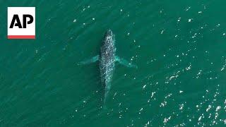 Drone footage shows humpback whale swimming with no tail in Washington