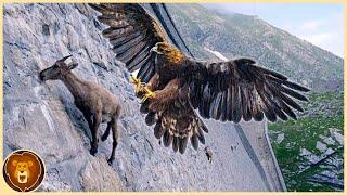 Die 15 tödlichsten Adler der Welt