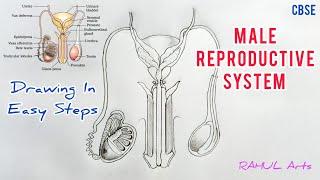 How to draw male reproductive system in easy steps| cbse 12th Biology | NCERT class 12 | science