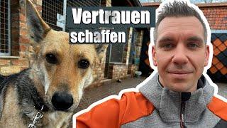 Tierschutzhund-das braucht er wirklich