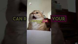 Cats know your voice!?