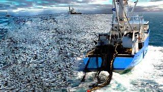 The World's Most Advanced Net Fishing Tuna Videos - Caught Hundreds Tons Giant Bluefin Tuna on Sea 2