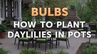 How to Plant Daylilies in Pots
