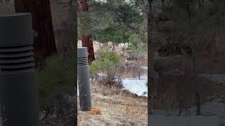 Deer outside Beaver Meadows Visitor Center in Estes Park, Co.