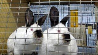 Отсадка крольчат от крольчихи на ферме Моряк
