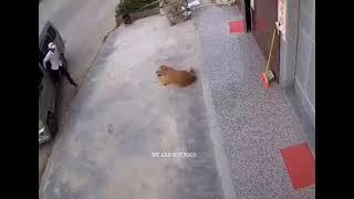 Owner saves dog from being stolen  by dog thief in China.                          We are not food!