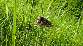 Emperor moth Saturnia Pavonia