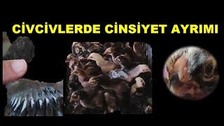 CİVCİVLERDE CİNSİYET AYRIMI NASIL YAPILIR? CİVCİVLER YENİ YERLERİNDE GÜNLÜK YUMURTALARIMIZI TOPLADIK