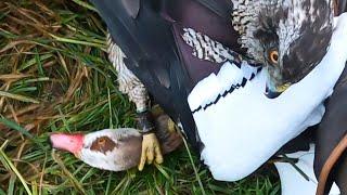 Falconry - Hunting Egyptian Goose with Northern Goshawk