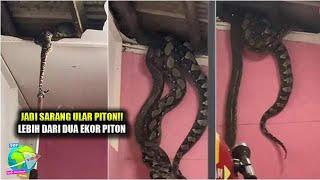 Merinding!! Viral di Tiktok Plafon Rumah Jebol, Ternyata Dibuat Sarang Ular Piton Raksasa Banyak...