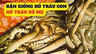 Cập Nhật Rắn Giống Hổ Trâu Bố Mẹ Và Hổ Trâu Con - Trại Giống Đông Sơn