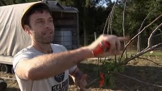 Äpfel & Konsorten pflanzen Streuobstwiese in Neulewin / Oderbruch, RBB Gartenzeit