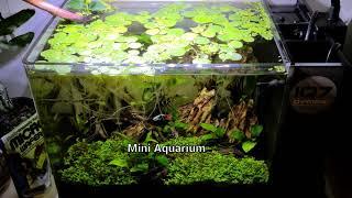 IQ7 Dymax Fresh/Salt water mini Aquarium