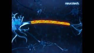 Basics 3: Schwann Cells (neurotech)