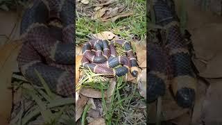 Eastern Coral Snake!!