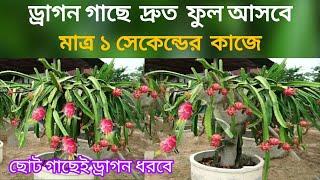 ড্রাগন গাছে দ্রুত ফল আসবে মাত্র ১ সেকেন্ডের কাজ এবং একটি ফুল ও ঝরবে না | ছোট গাছেই ড্রাগন ধরবে