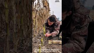 Planting corn stalks for next year