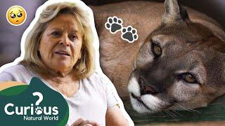 Founding A WILDLIFE SANCTUARY!  | Predator Pets | FULL EPISODE | Curious?: Natural World