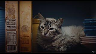 Why does your cat judge your snacking choices? | Petco Pet Mysteries
