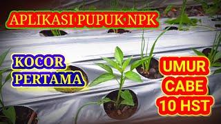 Cara Pemupukan Cabe Umur 10 Hari Setelah Tanam