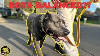 The 2 types of Balanced Dog Training Methods Explained