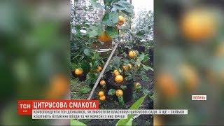 ТСН дізнавалася, як виростити власноруч цитрусові сади