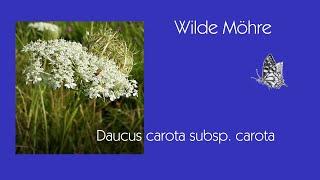 Wilde Möhre - Daucus carota supsp. Carota