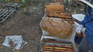 Honey Harvesting 26/09/2021 ! CHANGE COLONY QUEEN BETWEEN. #beekeeping #honey #bee