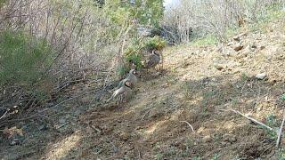 Partridge hunting Шикори Кабк Keklik avi tuzakla Охота на куропатка Kabk shikar شکار کبک Chukar avi