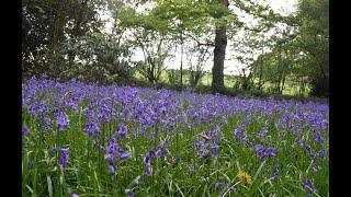 Come "Forest Bathing" in a stunning bluebell woodland