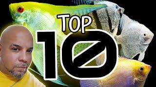 10 RARE & WILD TYPES OF FRESHWATER ANGELFISH YOU CAN'T MISS