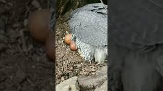 Eagle baby rearing video