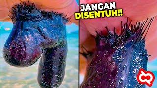 Sering Disepelekan Padahal Sangat Mematikan! Hewan Laut Berbahaya Yang Sering Ditemukan di Pantai