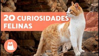 20 DATOS CURIOSOS sobre los GATOS que no sabías 