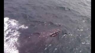 Whale in Atlantic Ocean